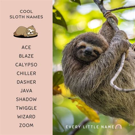good sloth names beginning with s